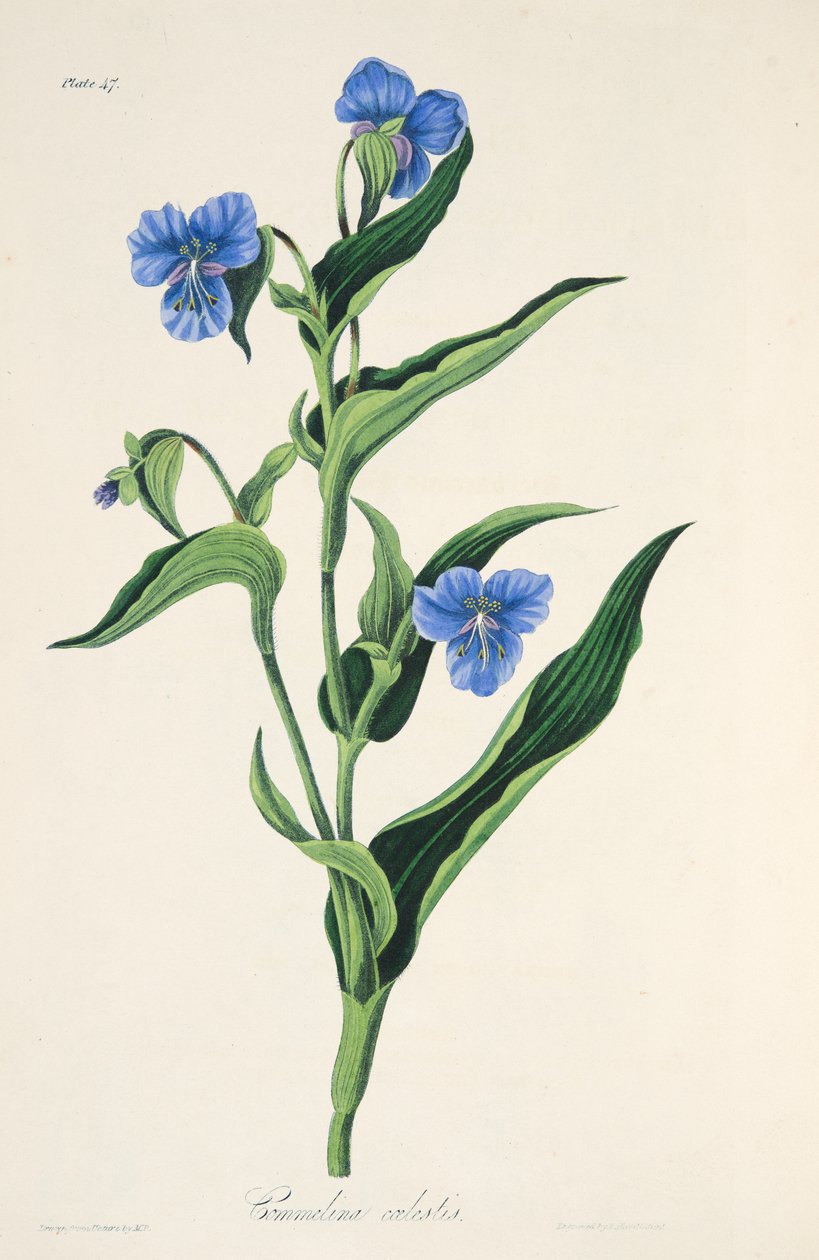 Commelina azzurro cielo, da Illustrazioni floreali delle stagioni, pub. 1829 da Margaret Roscoe