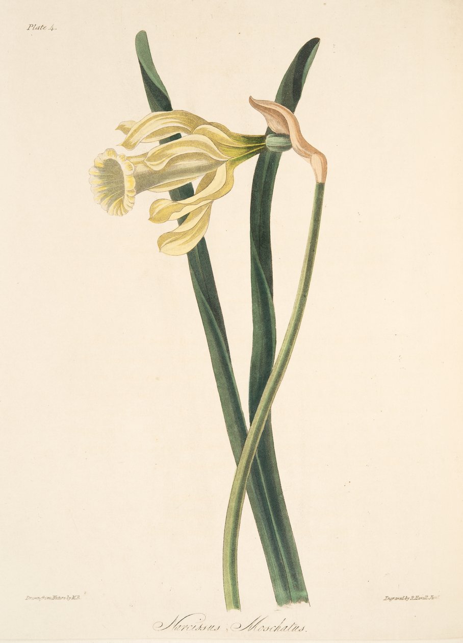 Narciso spagnolo, da Illustrazioni floreali delle stagioni, pub. 1829 da Margaret Roscoe
