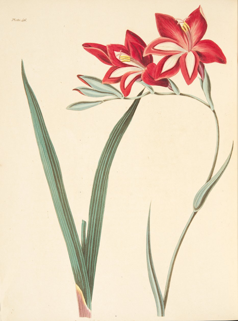 Superba bandiera di mais, da Illustrazioni floreali delle stagioni da Margaret Roscoe