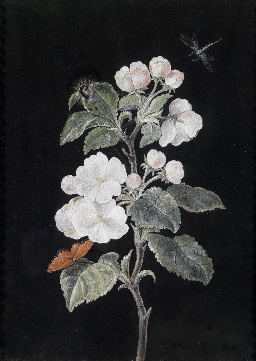 Fiori di melo con farfalle da Margaretha Barbara Dietzsch