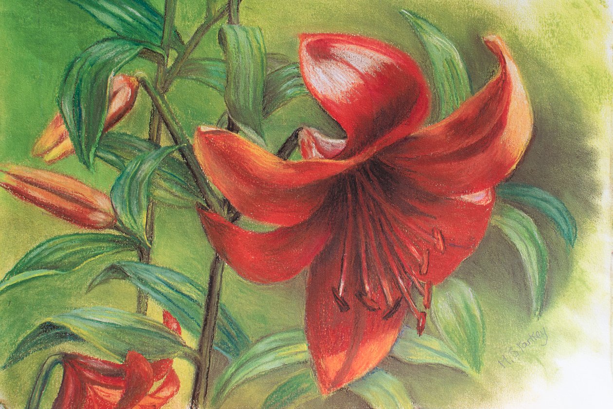 Lilium, 2017 da Margo Starkey