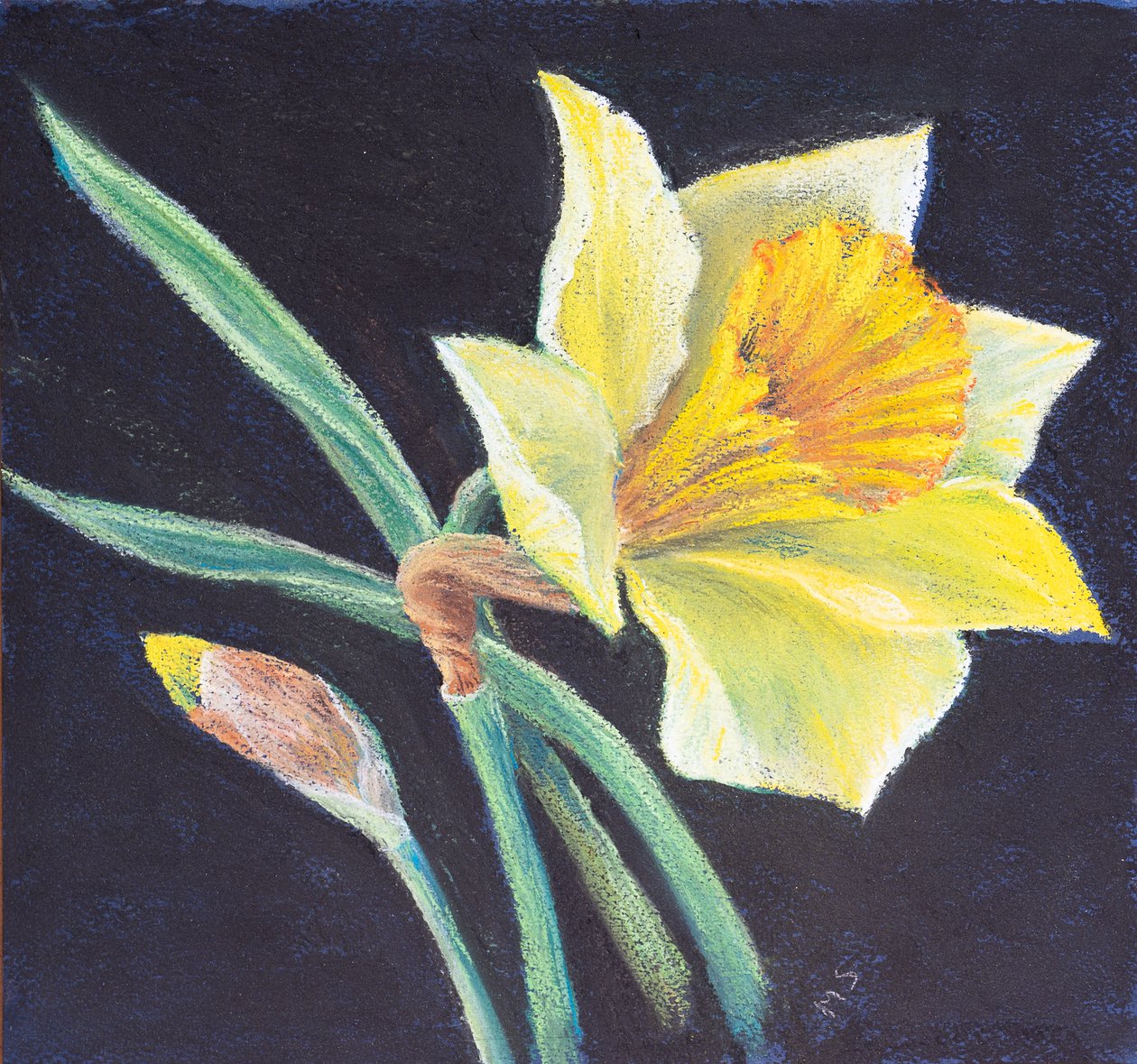 La bellezza di un narciso da Margo Starkey