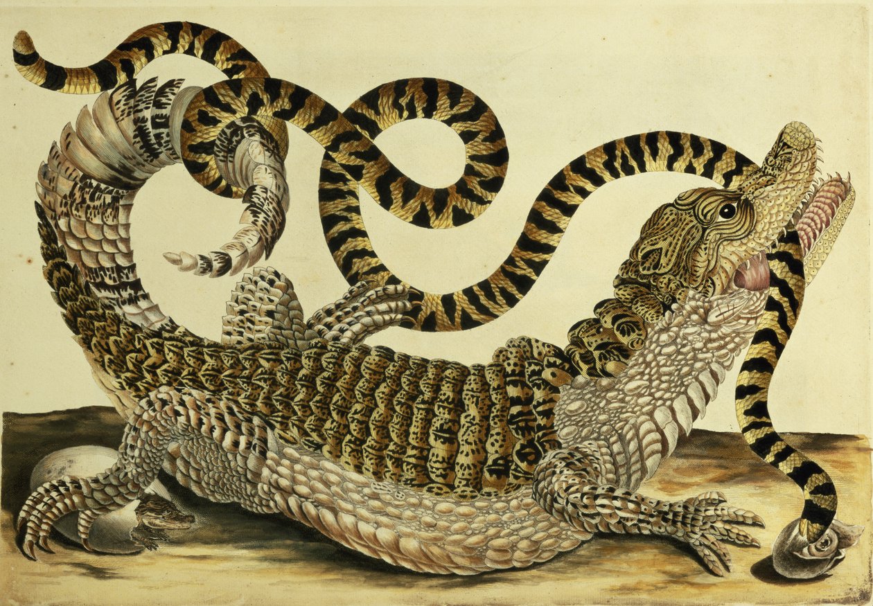 Alligatore e Serpente da Maria Sibylla Merian