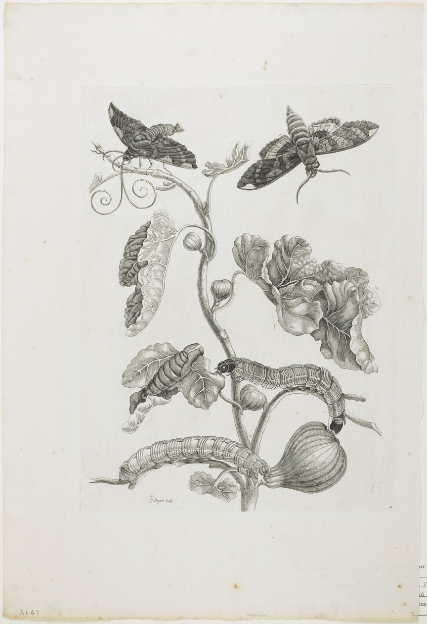 Farfalle, bruchi e pianta da Maria Sibylla Merian