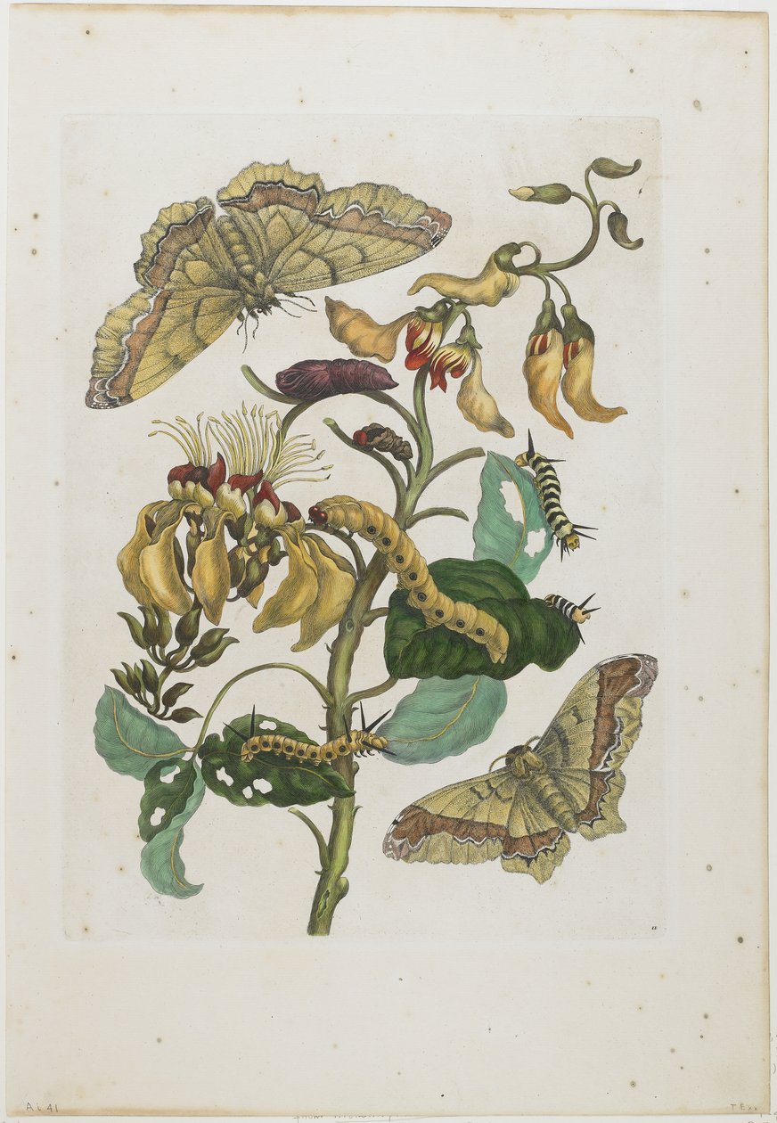 Bruchi, farfalle e fiore da Maria Sibylla Merian