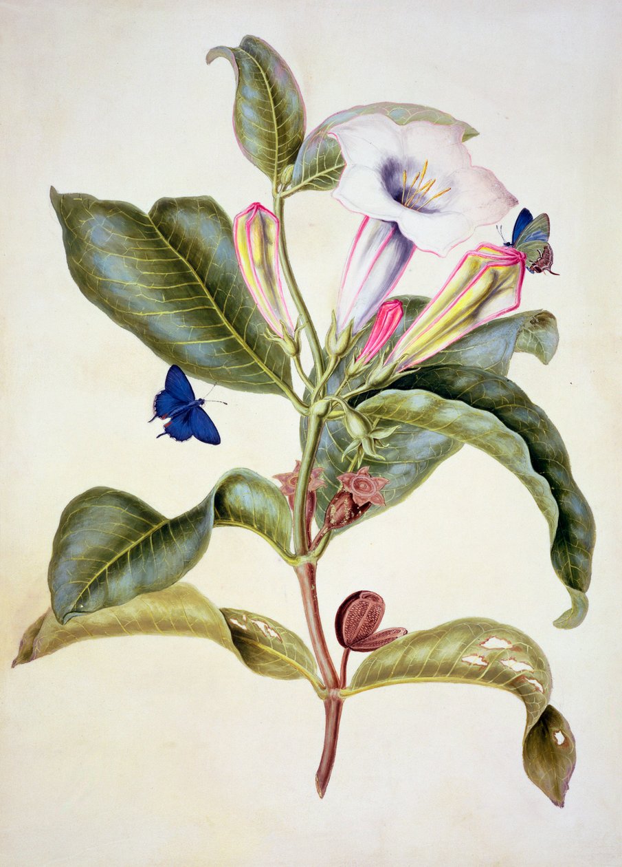 No.3055c Stramonio (Datura Wrightii) da Maria Sibylla Merian
