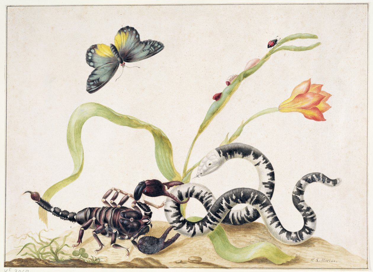 Scorpione e serpente da Maria Sibylla Merian