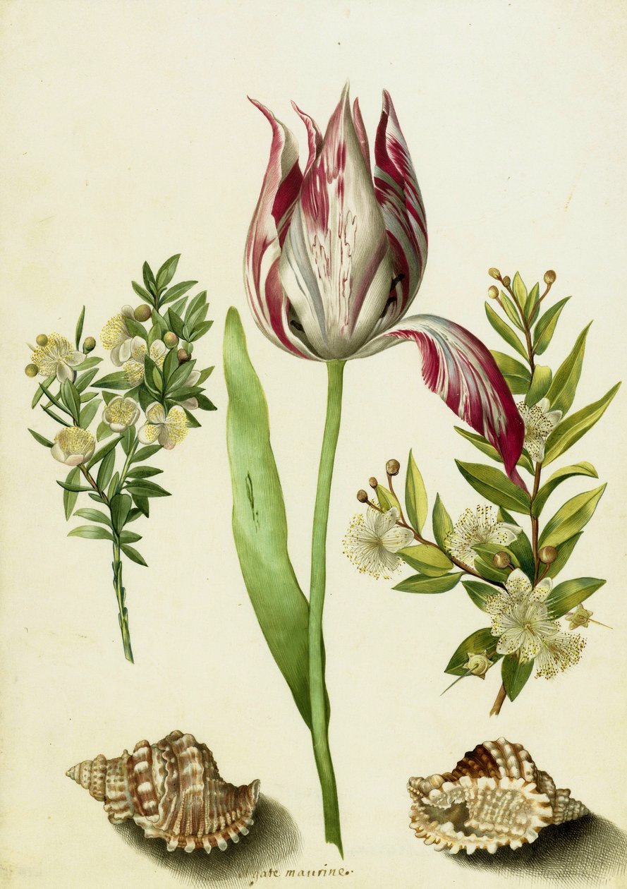 Tulipano, due rami di mirto e due conchiglie, c.1700 da Maria Sibylla Merian