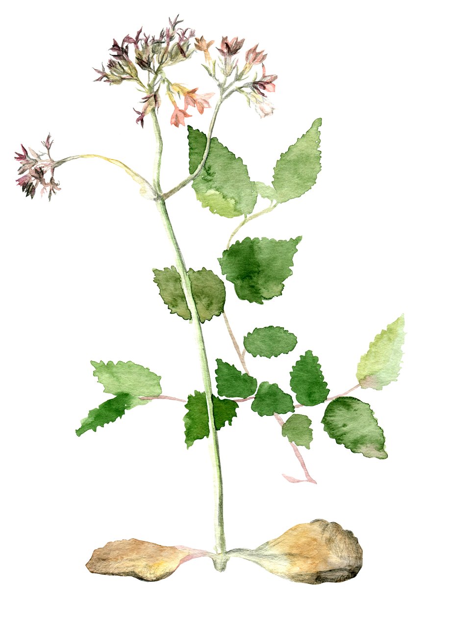 Fiori, 2018 da Maria Basea