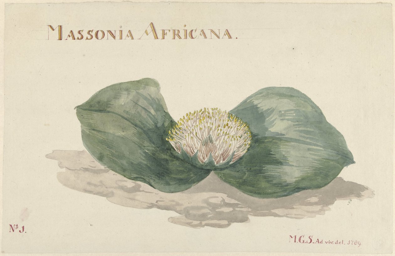 Fiore Massonia Africana da Maria Geertruida Barbiers Snabilié