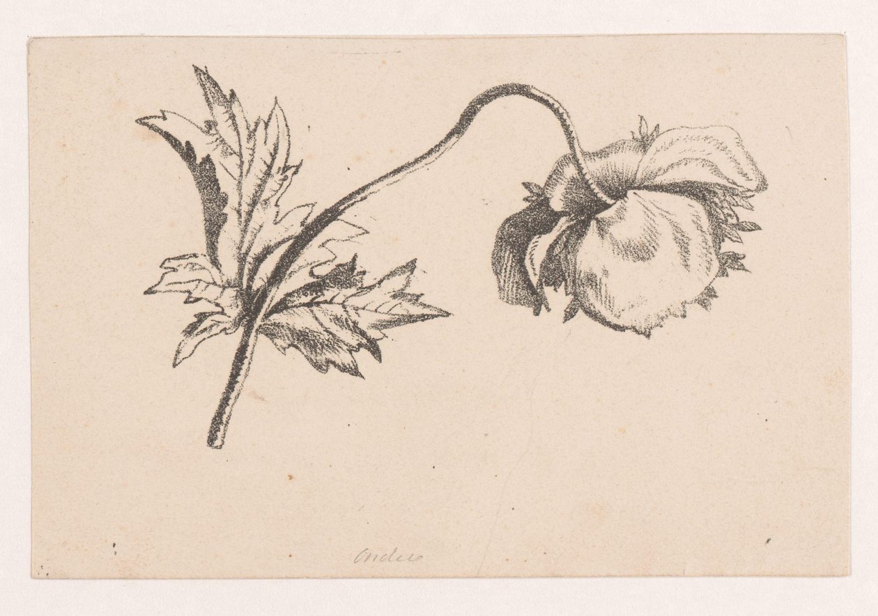 Papavero da Maria Geertruida de Goeje Barbiers (attributed to)