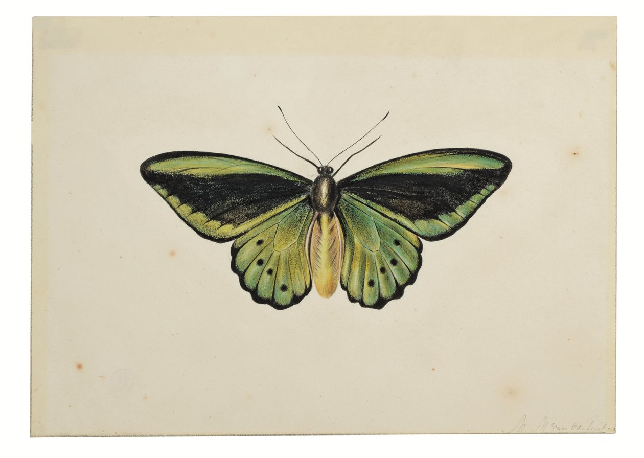 Farfalla, Birdwing Verde Comune (Ornithoptera priamus) da Maria Margaretha van Os