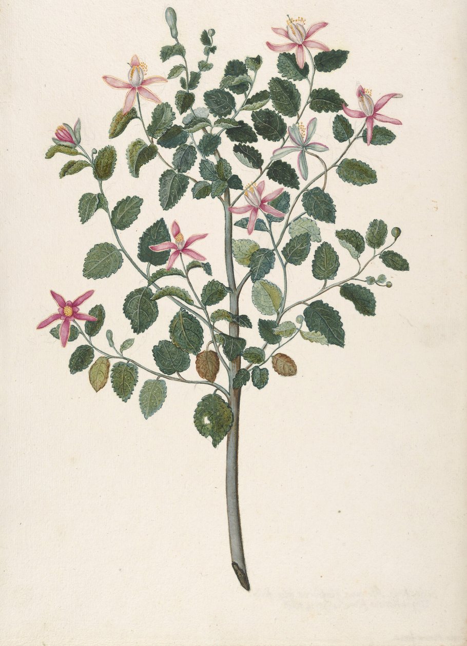 Studio di una pianta con fiori rosso-viola Sebastiana africana purpurea, 1695 da Maria Monninckx