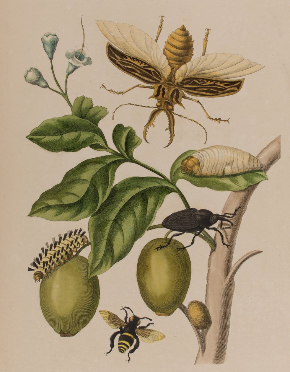 Illustrazione da 
