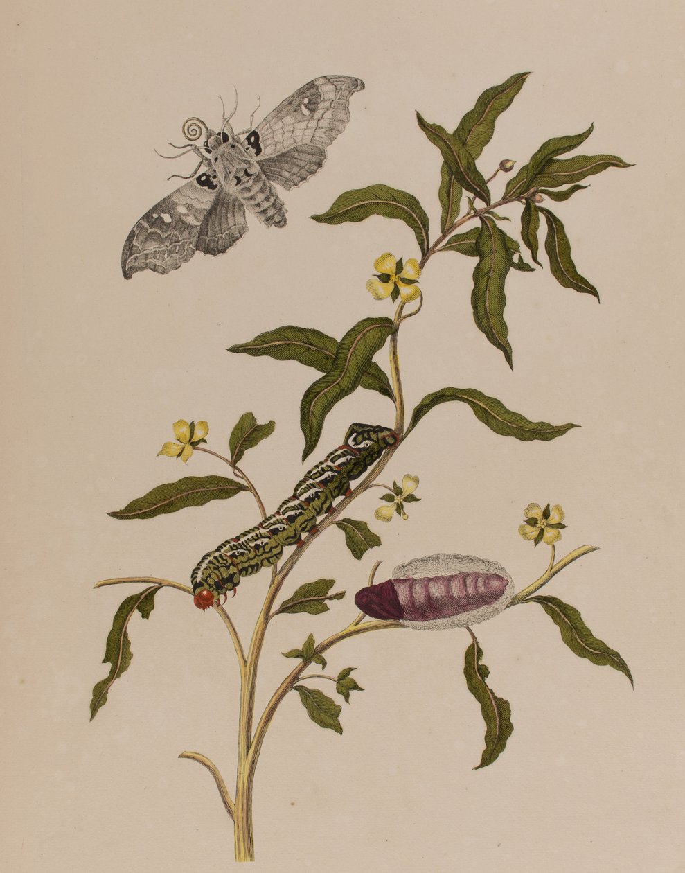 Illustrazione da 