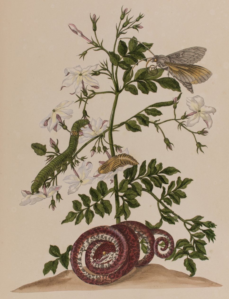 Illustrazione da 
