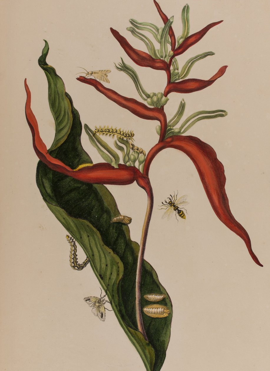 Illustrazione da 