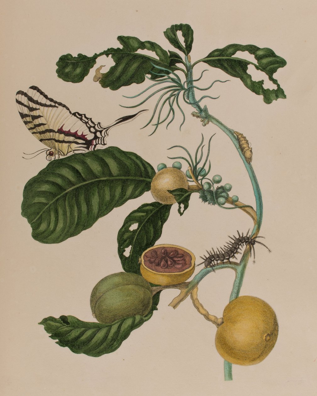 Illustrazione da 