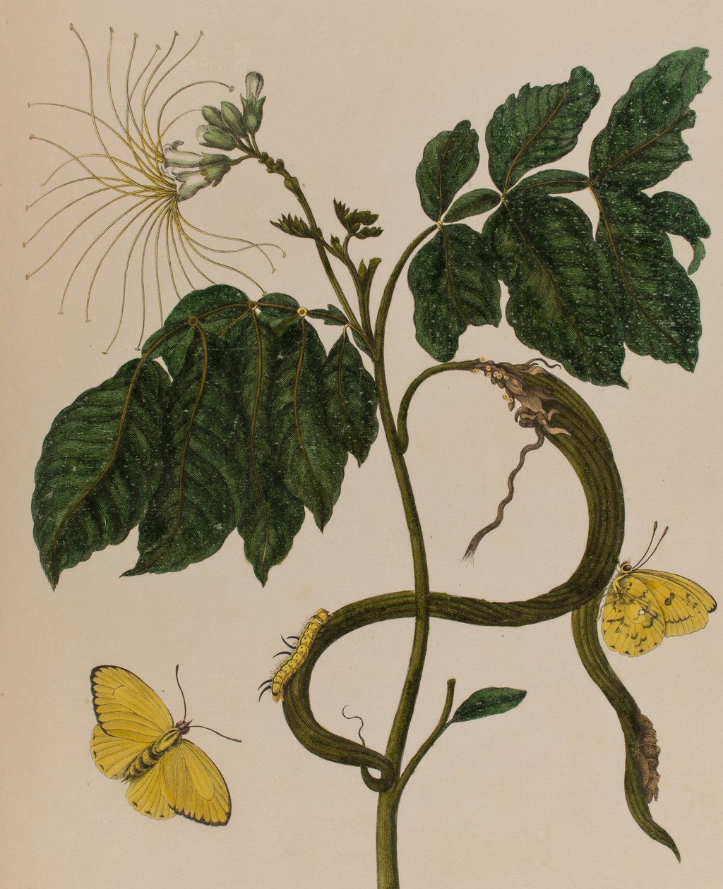 Illustrazione da 