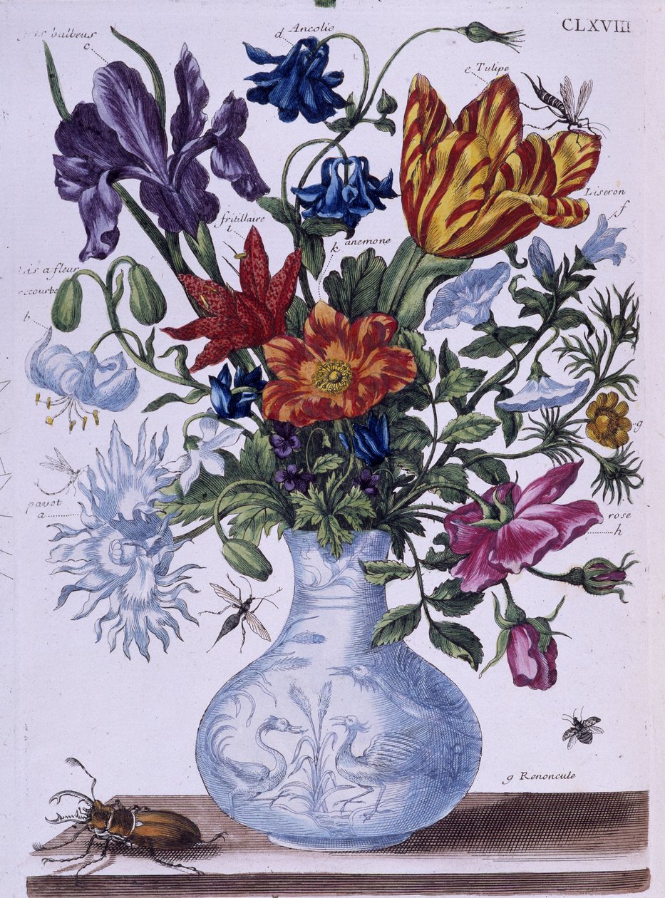 Scarabeo e diversi fiori - dis. di Maria Sibylla Merian, n.d., circa fine XVIII secolo da Maria Sibylla Merian