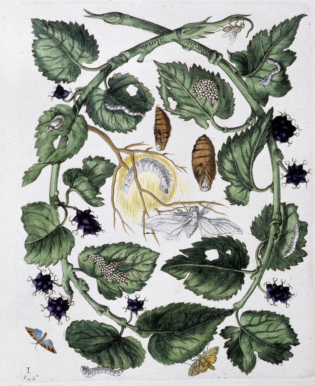Farfalle e crisalidi da Maria Sibylla Merian