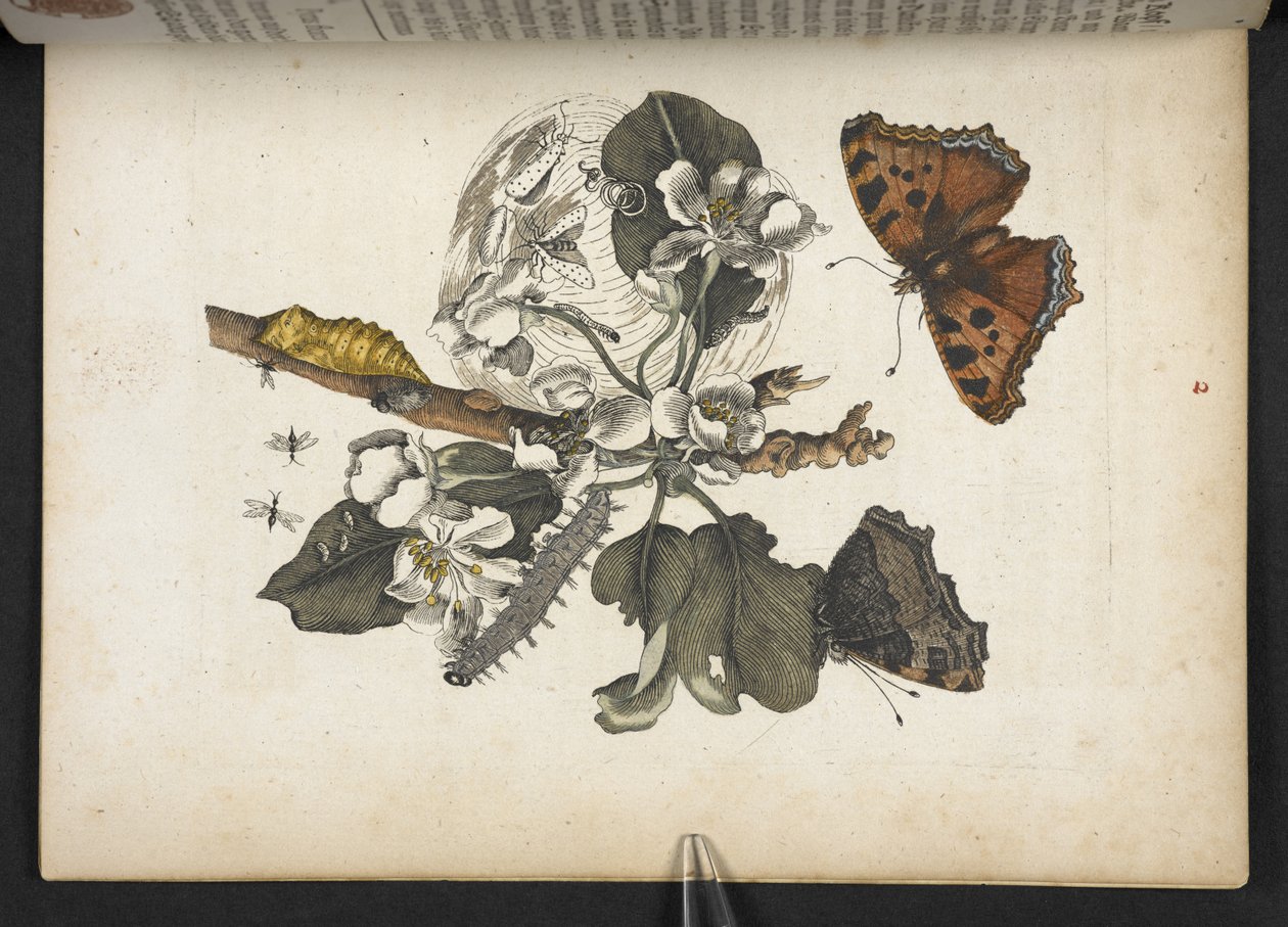 Farfalle, bruchi e bozzolo, da 