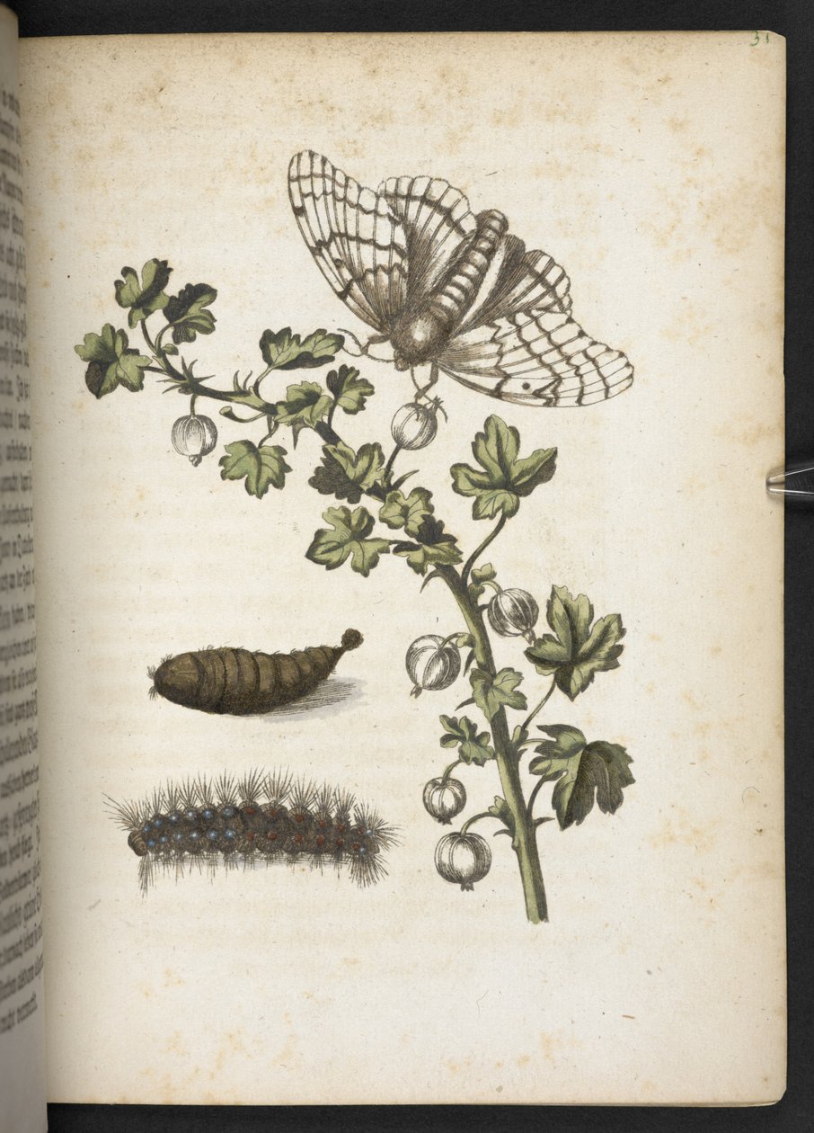 Bruco, bozzolo e farfalla, da 