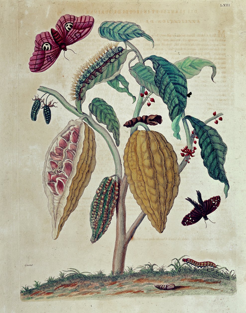 Cacao - in "General History of Insects of Suriname and All Europe" di Maria Sibylla Merian da Maria Sibylla Merian