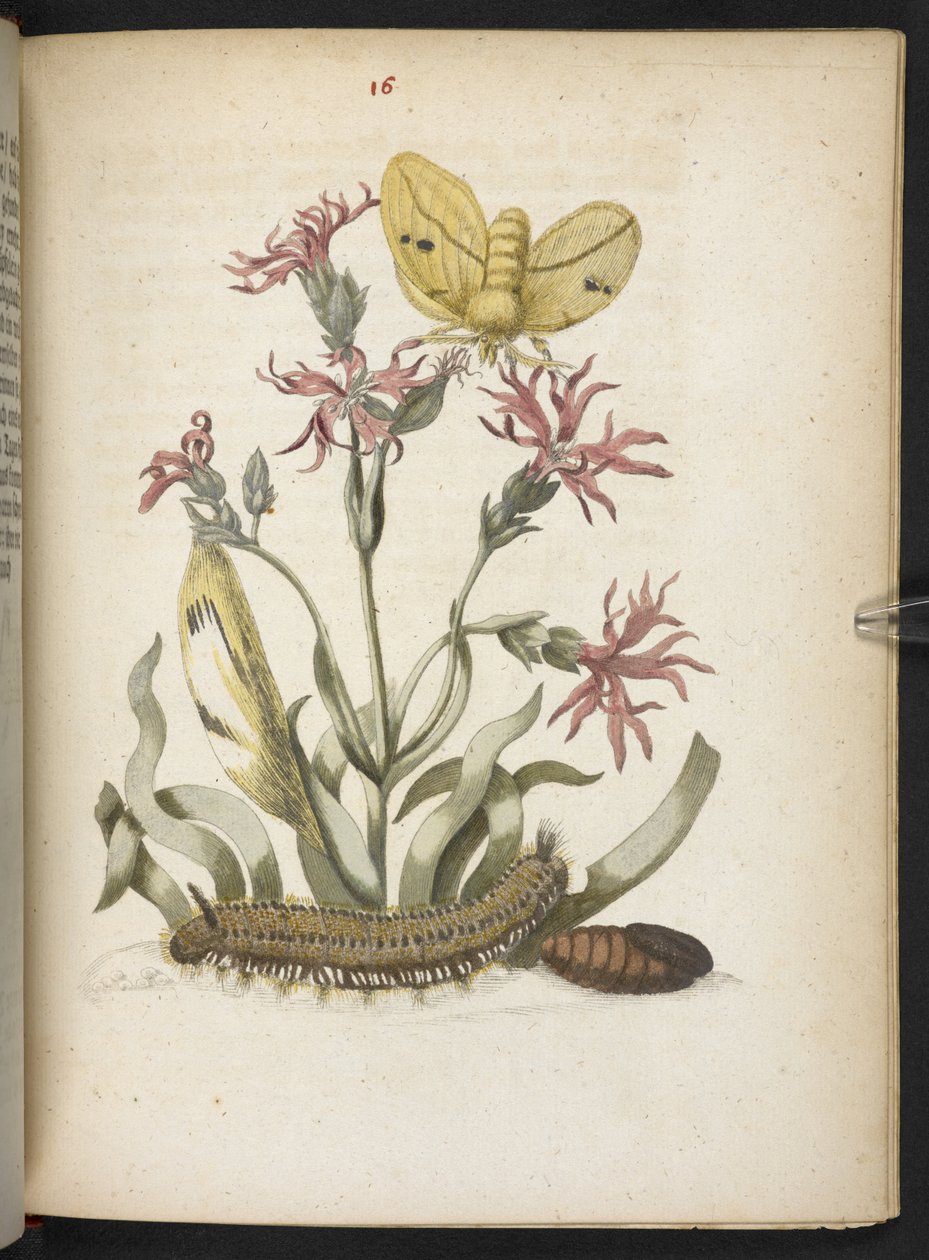 La meravigliosa trasformazione dei bruchi e il loro straordinario nutrimento floreale... da Maria Sibylla Merian