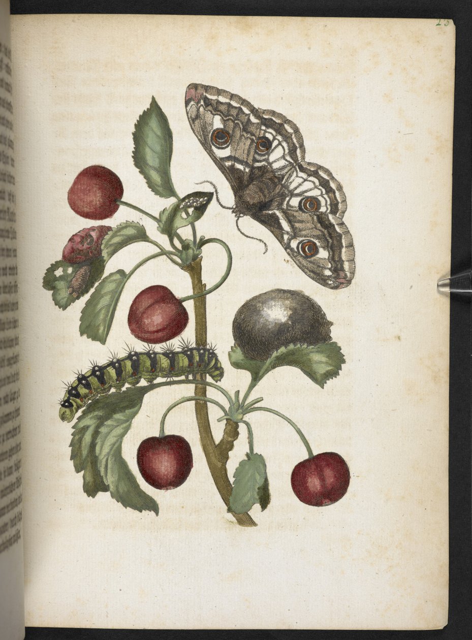 La meravigliosa trasformazione dei bruchi e il loro straordinario nutrimento floreale... da Maria Sibylla Merian