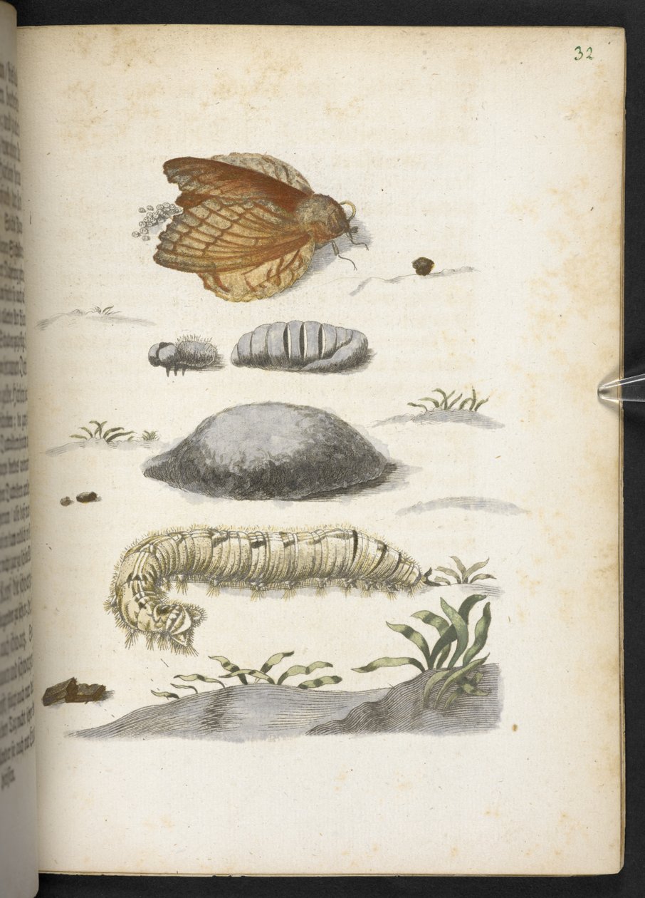 La meravigliosa trasformazione dei bruchi e il loro straordinario nutrimento floreale... da Maria Sibylla Merian
