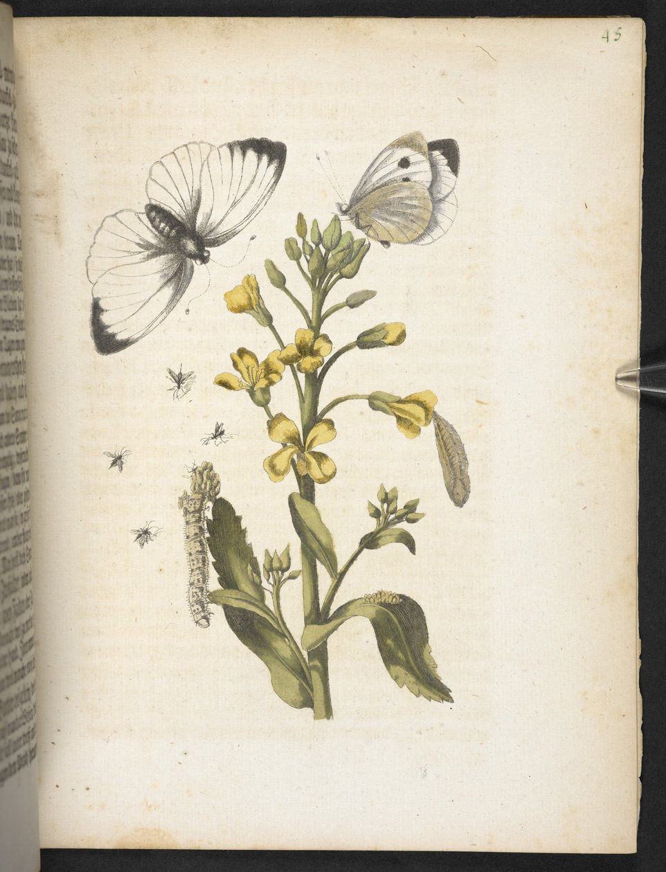 La meravigliosa trasformazione dei bruchi e il loro strano nutrimento floreale da Maria Sibylla Merian