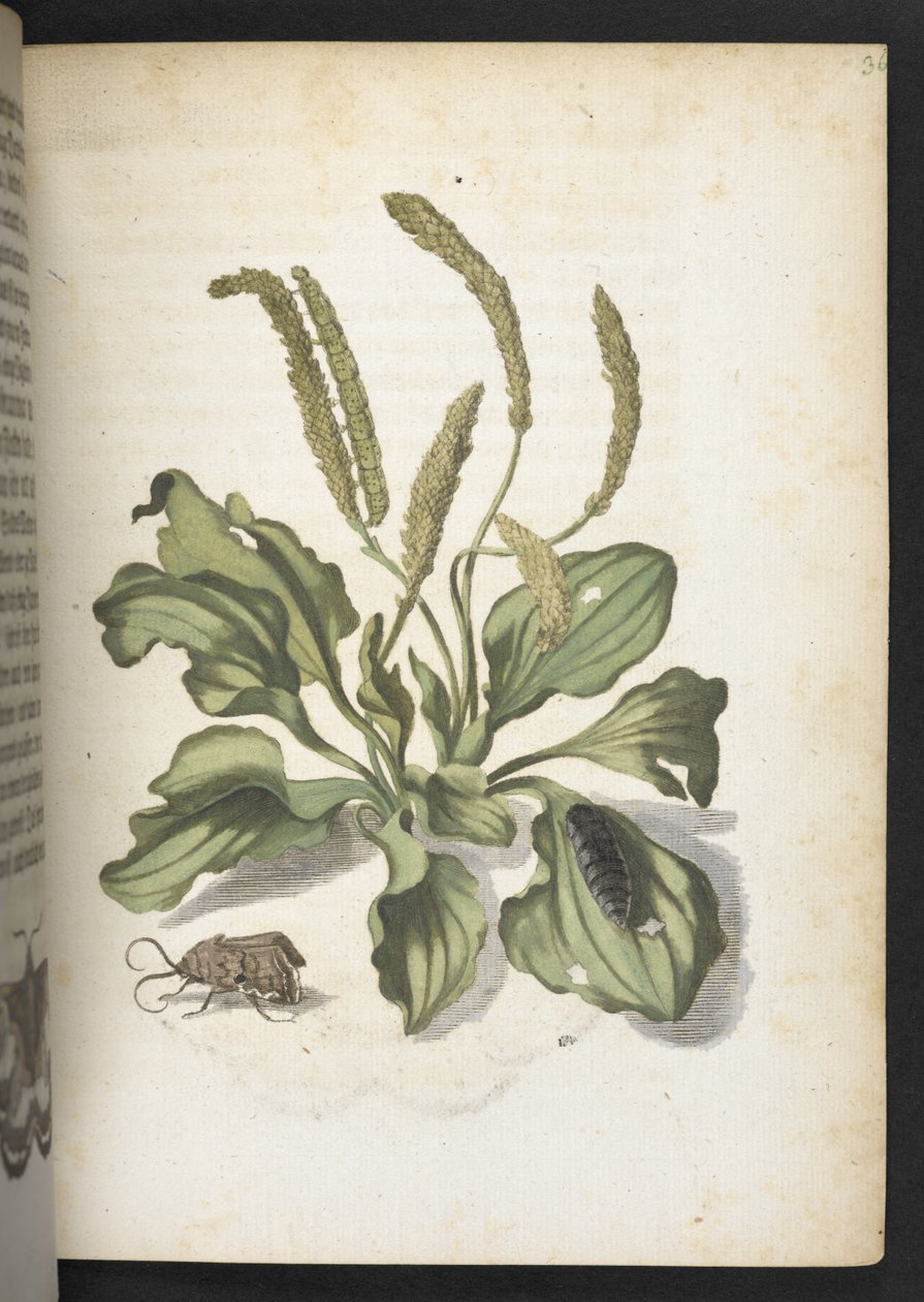 La meravigliosa trasformazione dei bruchi e il loro strano nutrimento floreale da Maria Sibylla Merian