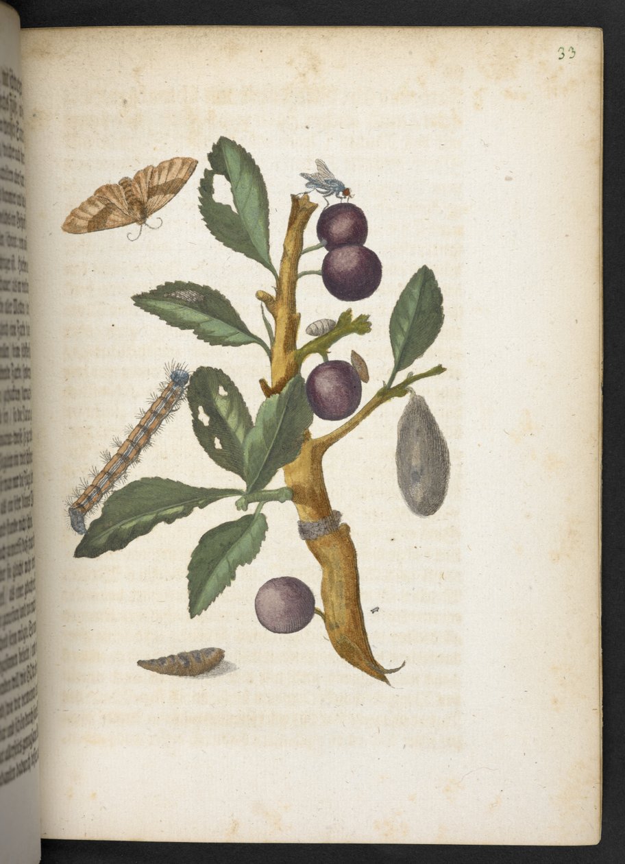 La meravigliosa trasformazione dei bruchi e il loro strano nutrimento floreale da Maria Sibylla Merian