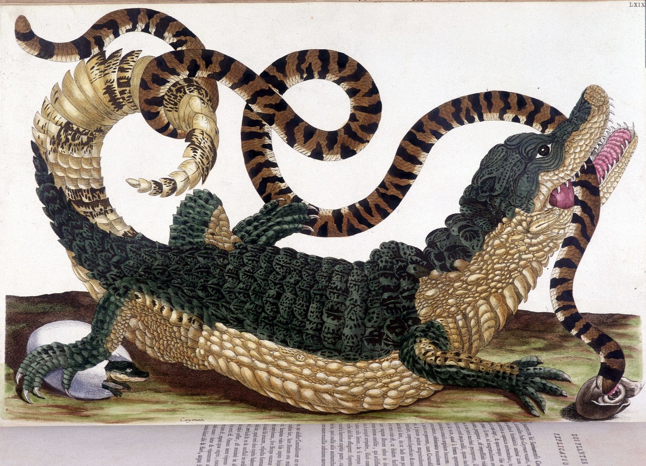 Lotta tra un coccodrillo e un serpente - in "Storia generale degli insetti del Suriname e di tutta l