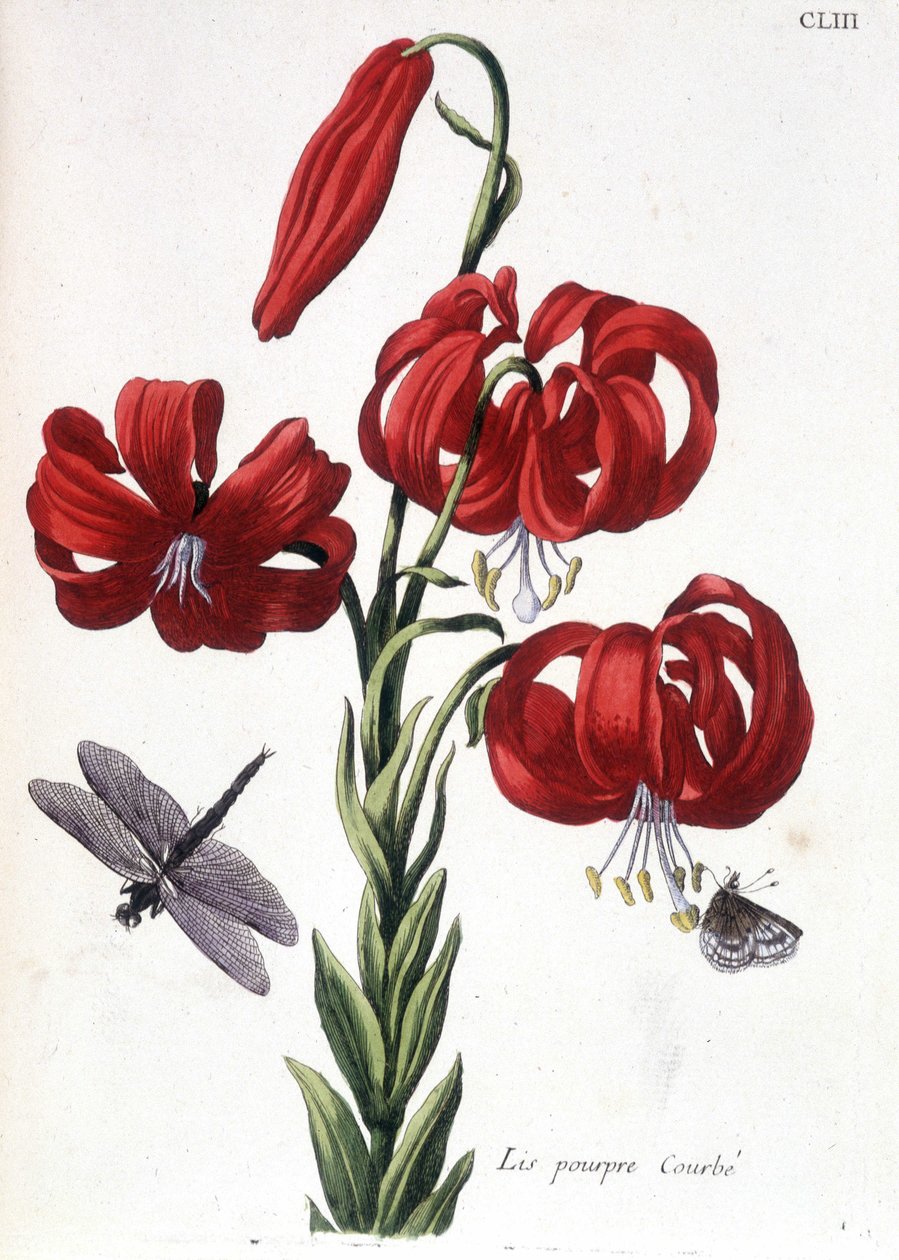 Lys (lis) viola - in “Histoire générale des insects de Surinam et de toute l