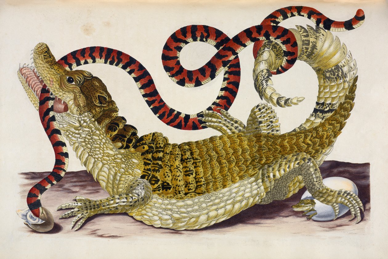 Caimano del Suriname che protegge i suoi piccoli da un serpente corallo da Maria Sibylla Merian