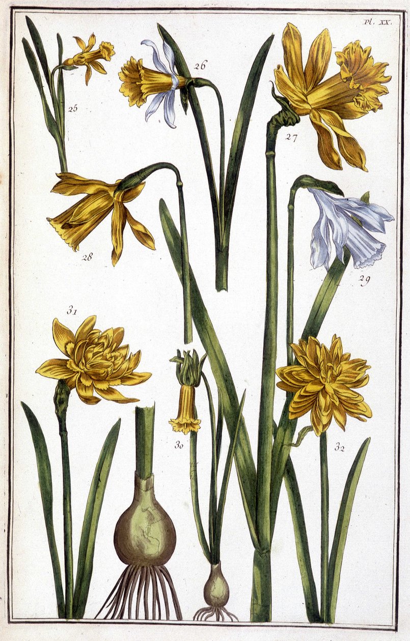 Immagine sconosciuta da Maria Sibylla Merian