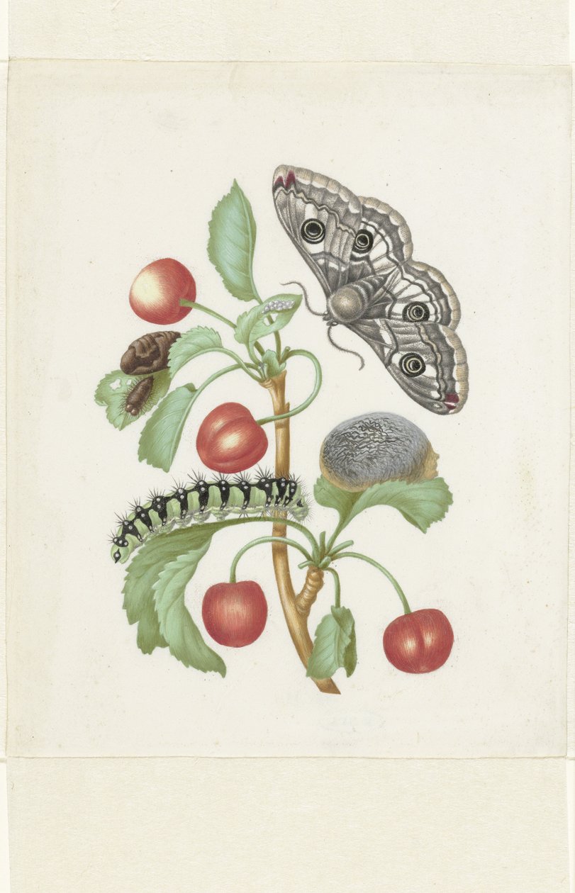 Metamorfosi di una piccola falena imperatore da Maria Sibylla Merian (workshop of)