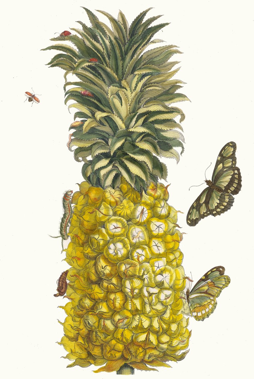 Ananas mur. Dal libro Metamorphosis insectorum Surinamensium, 1705 da Maria Sibylla Merian