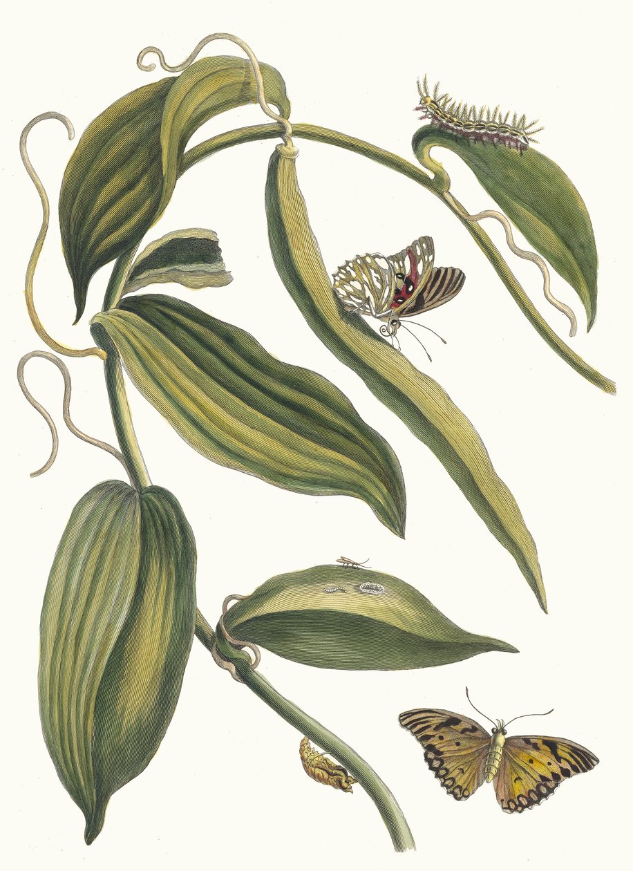 Banille. Dal libro Metamorphosis insectorum Surinamensium, 1705 da Maria Sibylla Merian