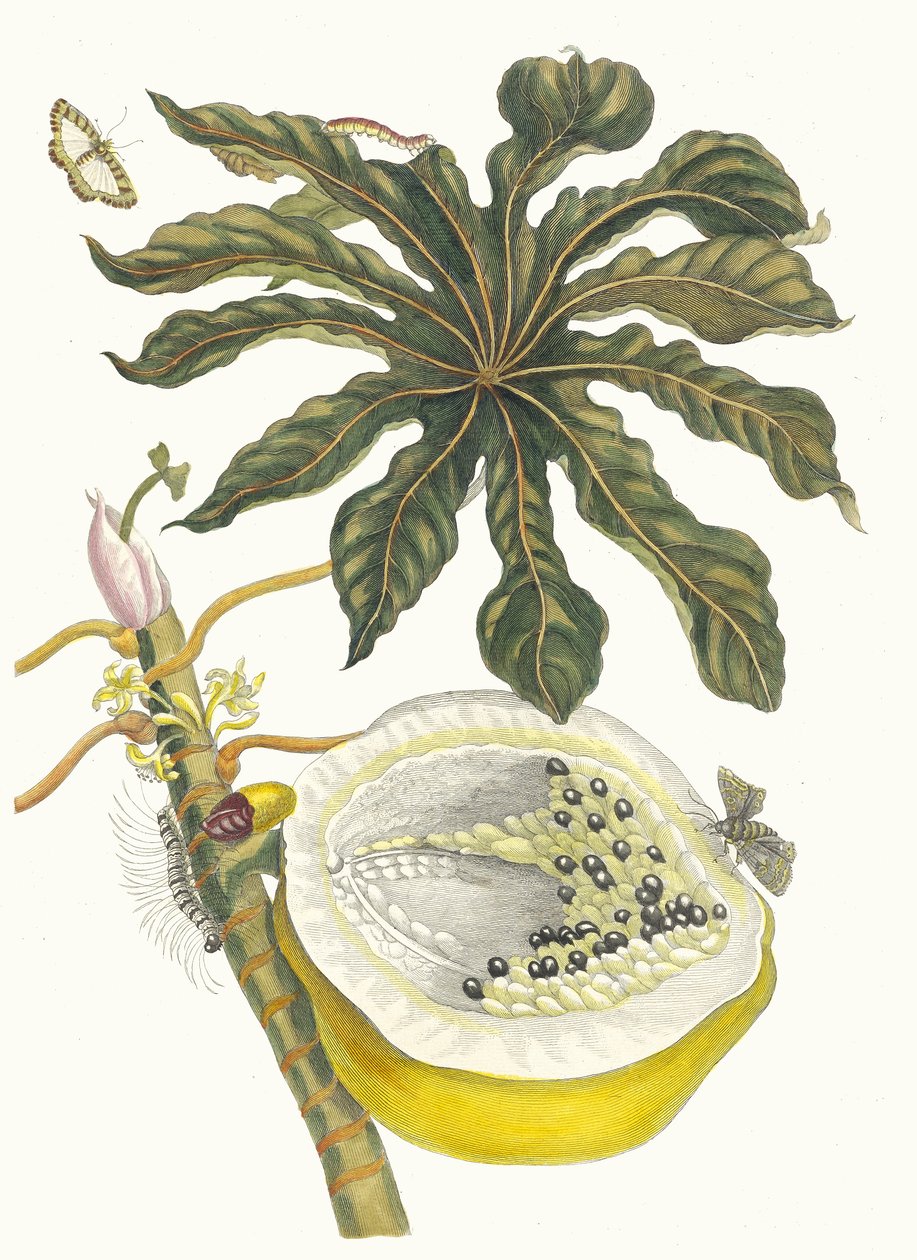 Carica papaya. Dal libro Metamorphosis insectorum Surinamensium, 1705 da Maria Sibylla Merian
