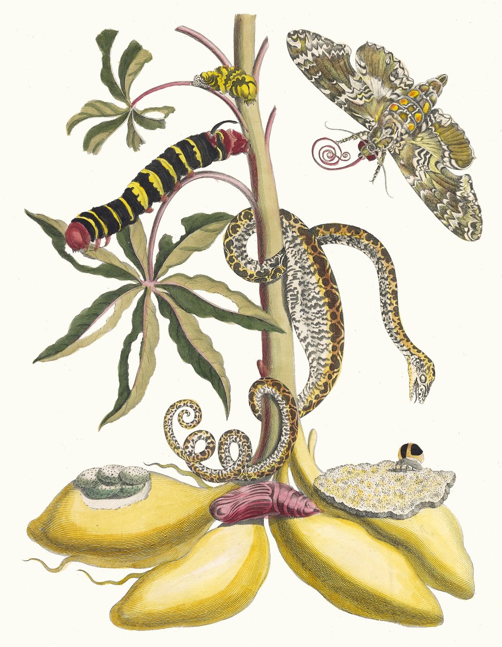 Cassava. Dal libro Metamorphosis insectorum Surinamensium, 1705 da Maria Sibylla Merian