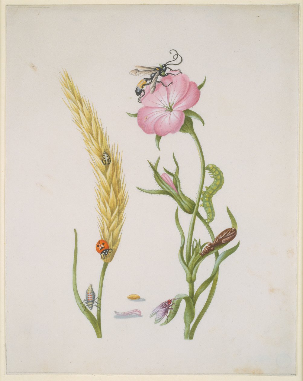 Spiga di cereale e cockle del mais con le metamorfosi della coccinella a cinque macchie e della mosca blu da Maria Sibylla Merian