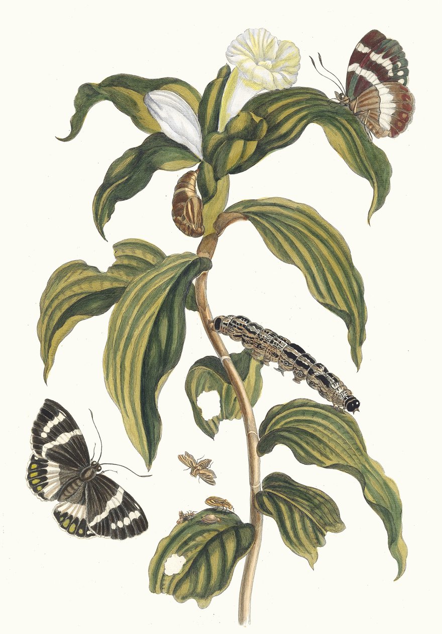Costus arabicus. Dal libro Metamorphosis insectorum Surinamensium, 1705 da Maria Sibylla Merian