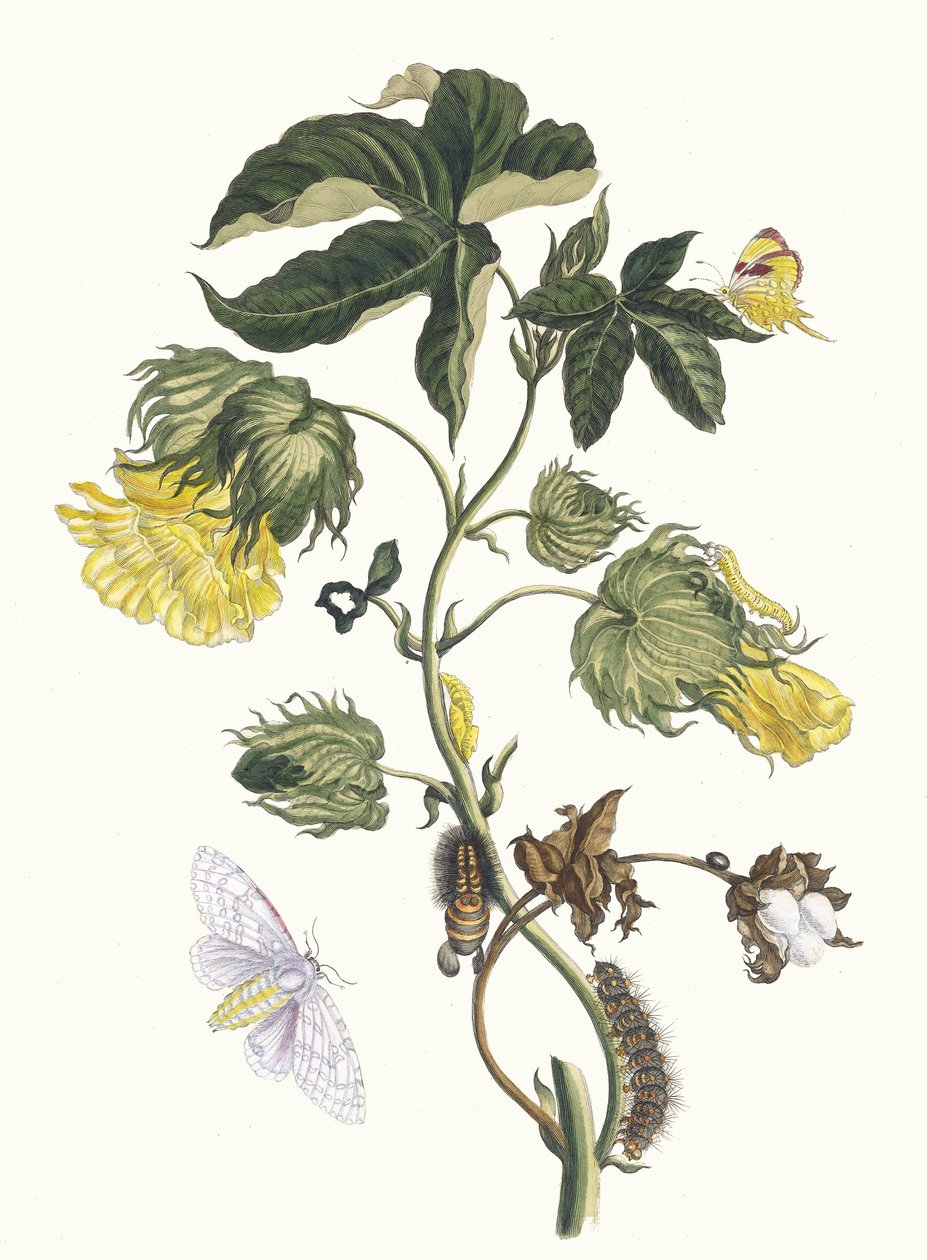 Cotonier. Dal libro Metamorphosis insectorum Surinamensium, 1705 da Maria Sibylla Merian
