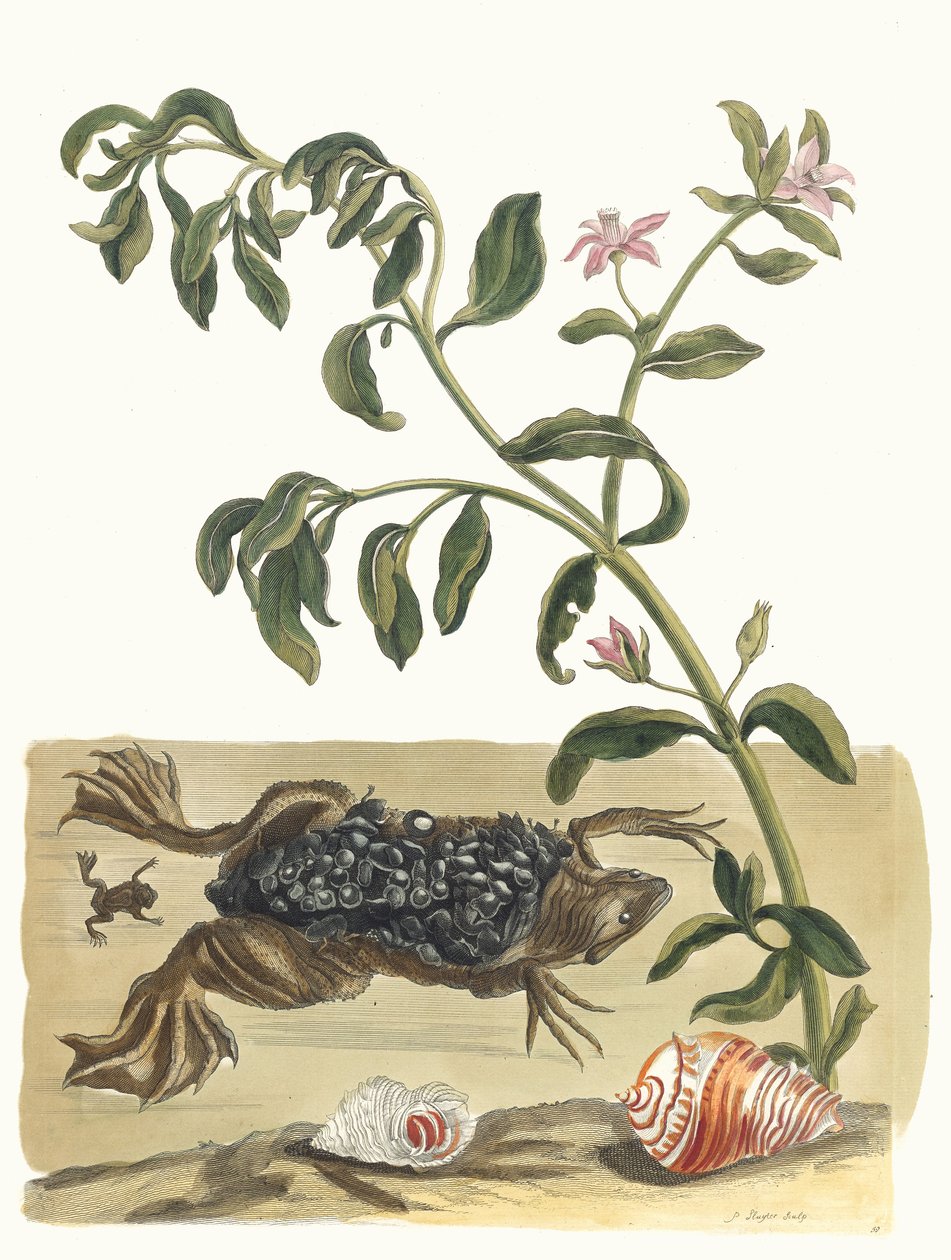Crescione. Dal libro Metamorphosis insectorum Surinamensium da Maria Sibylla Merian