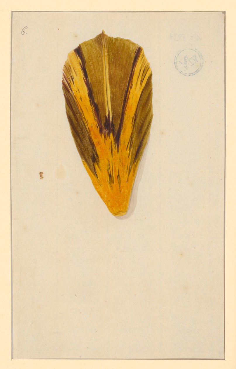 Einzelne Tulpenblätter da Maria Sibylla Merian