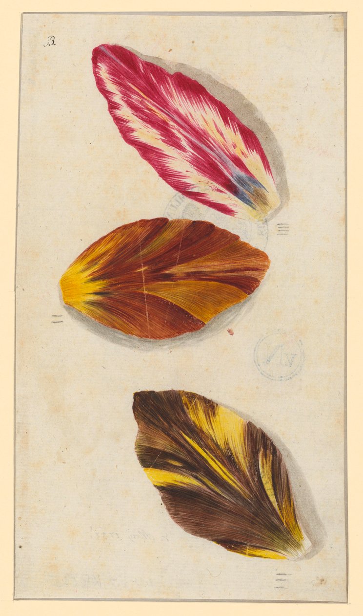 Einzelne Tulpenblätter da Maria Sibylla Merian