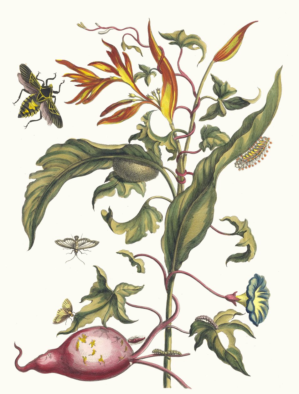Ipomoea batatas e Heliconia psittacorum. Dal libro Metamorphosis insectorum..., 1705 da Maria Sibylla Merian